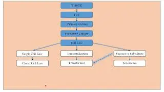 Isolation and development of cell line