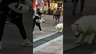 Dog have more attitude than human 🐶 #shorts