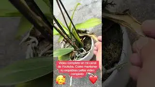 ❤️Como mantener su orqu&iacute;deas bellas video corto ❤️