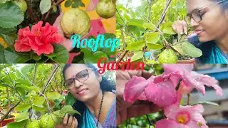 #rooftopterrace ছাদ বাগানের ফলের বাহার 💝💃#sabuj_mon💚#wonderful #happymoments #awesome#guava#greenary
