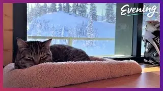Meet the real snow cats of Mount Baker Ski Area