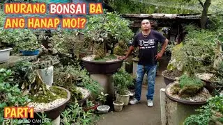 DANNY AND VIRGIES BONSAI GARDEN+U.P DILIMAN BONSAI SOCITY CP GARCIA Q.C+PART1
