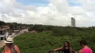 Largest Cashew Tree in the world