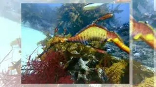 Scuba Diving in Sydney