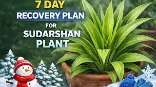 Save सुदर्शन Plant in Winter। 7Day Proven Recovery Plan🌿#Winter plant recovery #Sudarshan plant 🌿 