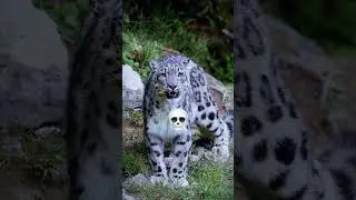 Black and white Animals Transformation ☠️#shorts #viralvideo #trollface #animals