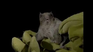 The Science of Speciation – Molecular Adaptation in Vampire Bats