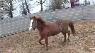 Poney &agrave; vendre - Maat d'Arquetan - equirodi.com