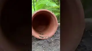 Two Playful Cats' Flower Pot Chase Game 🏺