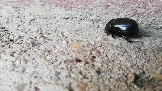 Butabog&aacute;r (Pentodon idiota) zizegteti a potroh&aacute;t