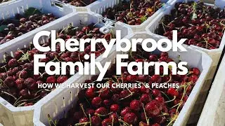 Cherrybrook Family Farms | Creston BC | Cherry Season Summer '25