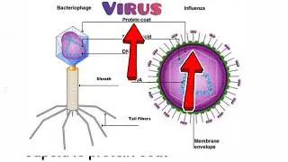 VIRUS 
