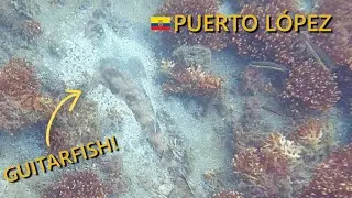 Incredible Camouflaged Fish in Puerto L&oacute;pez, Ecuador! (Scuba Diving)