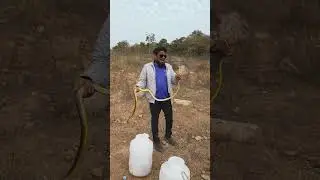 Indian rat snake non venomous #snake