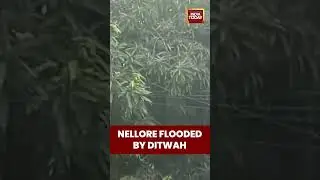 Cyclone Ditwah Hammers Nellore with Heavy Rain! | India Today