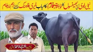 Mega Milk Yield Secrets! Nili Ravi Buffalo Care with Phalia's Expert, Haji Ijaz Tarar Raika | 2025