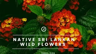 Native Sri Lankan wild flowers |Beautiful Flowers -Sri Lanka #flowers