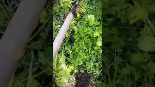 a smart tool, a sharp, versatile hoe for cleaning the garden #shorts