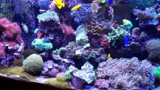 Aquatic Art Inc.'s 1500g reef account