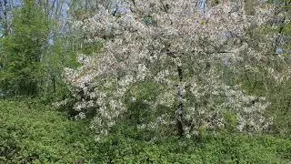Hu slow Sufi chant 32 minutes; Powerful healing modality  . Relaxes, releases, so helps sleep ..