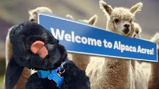Chester's Travel Blog-Alpaca Acres