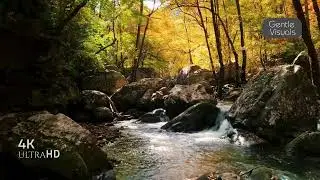 Relaxing Forest River – Peaceful Nature Sounds & Scenery #ForestRiver #WaterSounds #PeacefulNature