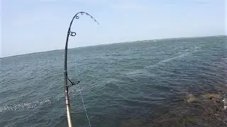 Surf Fishing Mid-September on Long Island: Northshore Bluefish and more