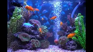 Underwater ASMR 🌊, Tropical Fish, Relaxing Water Sounds & Soft Music for Sleep, Calm, Focus & Peace!