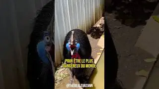 L'OISEAU LE PLUS DANGEREUX DU MONDE 🦖 #animals #nature #oiseaux #birds