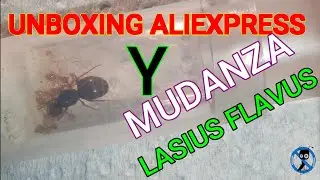 MUDANZA LASIUS FLAVUS Y PEQUEÑO UNBOXING FORRAJEO PARA TUBOS ALIEXPRESS.08/11/2020