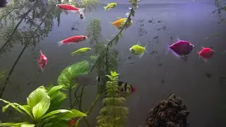 My live plant 🪴 aquarium