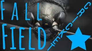 Fall Field Cricket