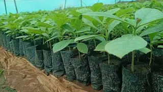 Teak Saplings,Tissue Culture, 9156999234 @HindustanBioplantsBurma Teak plants,Agriculture - Farming