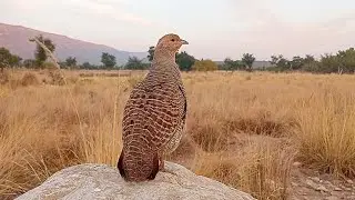 Partridge Sounds | Desi Teetar Original Call