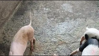 #Backyard pig farming #pig #piglets Chodie TV is live!