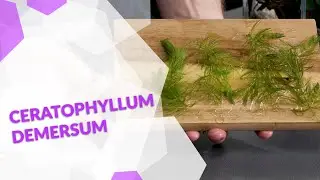 Ceratophyllum demersum Hornkraut, die perfekte Pflanze gegen Algen im Aquarium!