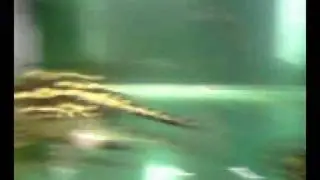 Potamotrygon itaituba , Leopoldi , Henlei , pearls