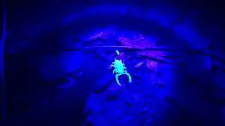 Scorpion glows fluorescent under UV light  #scorpion #fluorescent #blacklight #animal #wildlife