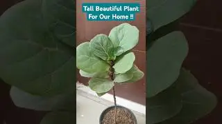 Fiddle Leaf Fig - Big , Bold & Beautiful Indoot Plant For Home #shorts #fiddleleaffig