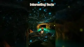 Did you know the Waitomo Glowworm Caves in New Zealand are illuminated by thousands of glowworms