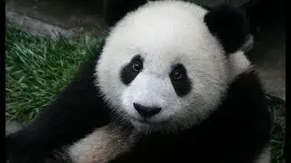 5 Unique Asian Wildlife Animals