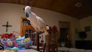Trying To Get Ready For Work With A Cockatoo