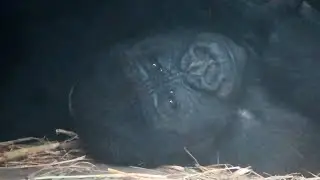 小金剛Ringo的旋風連續轉轉Ringo's spinning like a little dancer#金剛猩猩 #gorilla