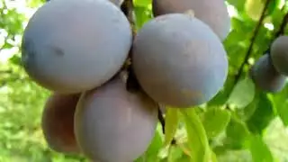 354. 24 iulie, 2022, fructe bio100%