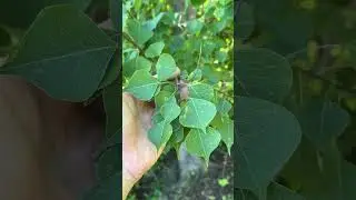 Chinese tallow tree (Triadica sebifera) re-sprouts from roots. Mgmt article in desc #invasiveplants