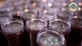 Plum Marmalade Production