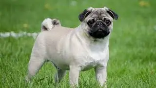 Sonido de un Pug (Carlino) 🐕​ // Perros efecto de sonido