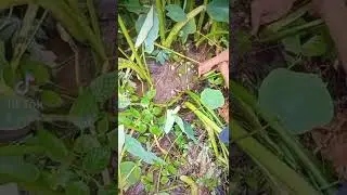 mancing belut di sumatra