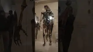 Skeleton of a neanderthal at the Smithsonian Museum of Natural History pt 1