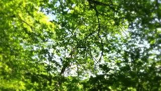 Pilot Knob State Park